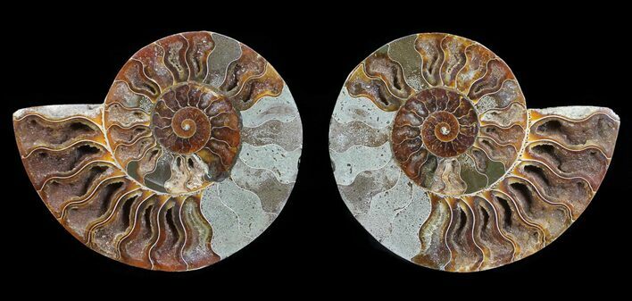 Polished Ammonite Pair - Agatized #54310